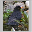 Turdus merula - Amsel m12.jpg